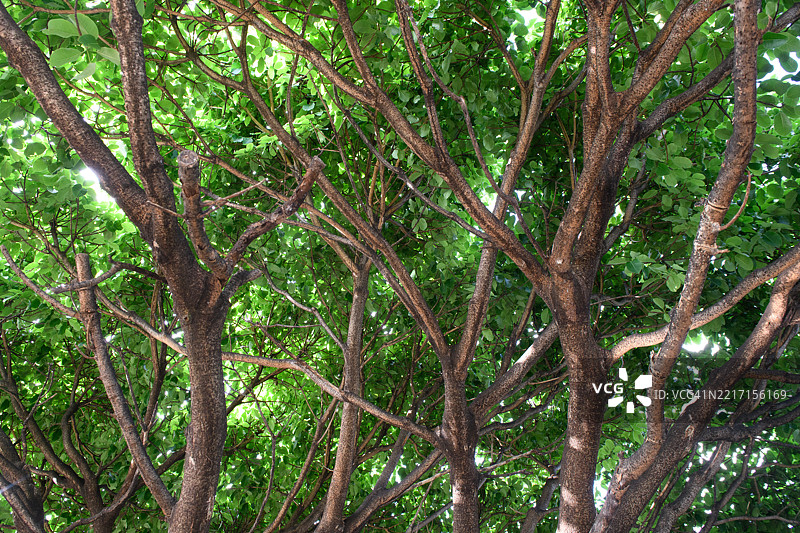 仰视大树茂密绿色树枝的景象图片素材