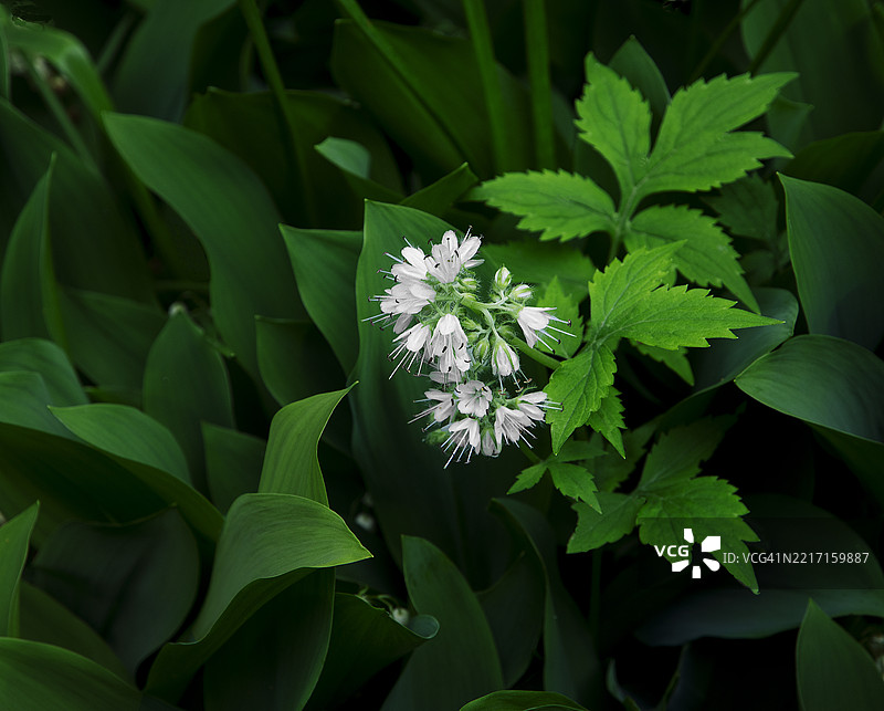 一束迷你白花在茂盛的绿叶中绽放。图片素材