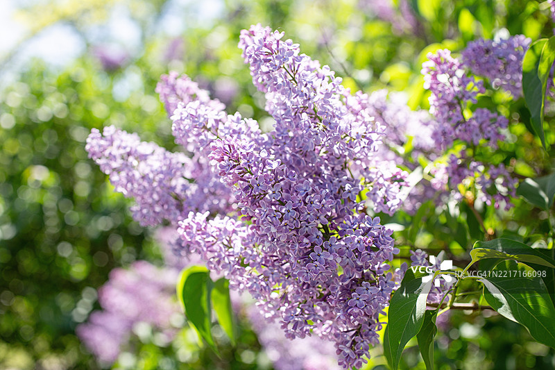 紫丁香花的特写摄影，自然背景。图片素材