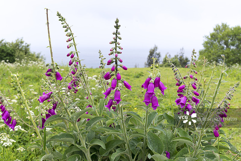紫色毛地黄花（Digitalis purpurea）在户外盛开图片素材