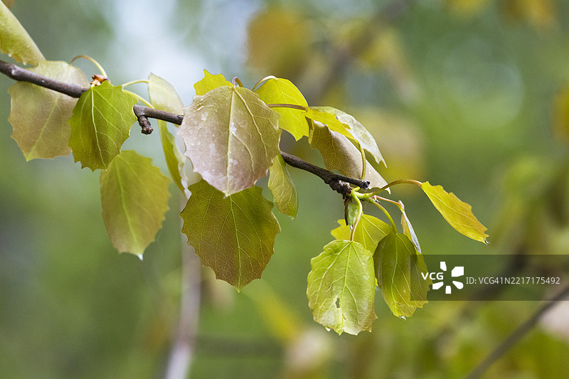 新鲜的白杨树叶图片素材