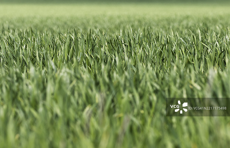 绿色草坪图片素材