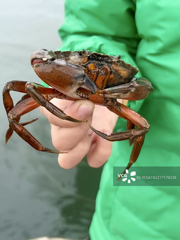 欧洲绿蟹 (Carcinus maenas)图片素材