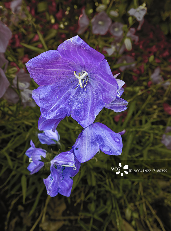 花园中的铃兰图片素材