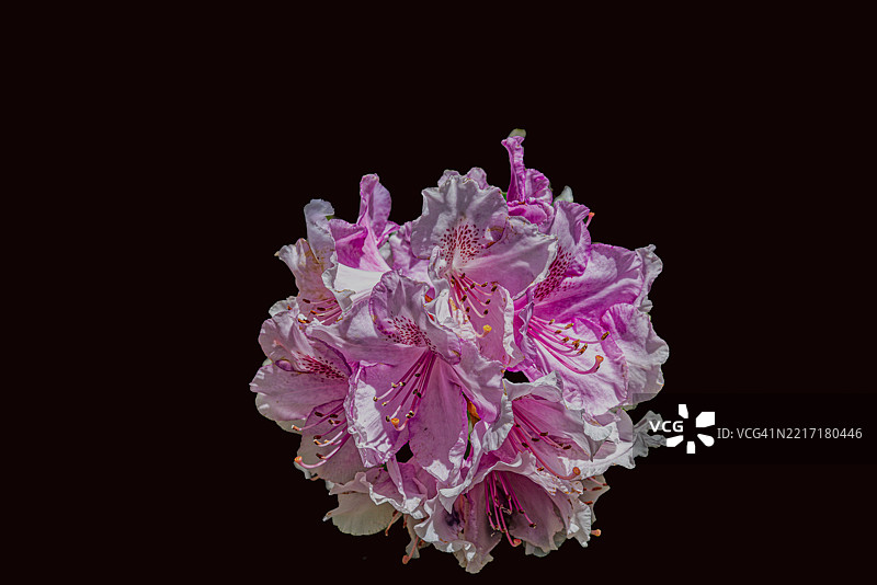 黑色背景上的杜鹃花图片素材