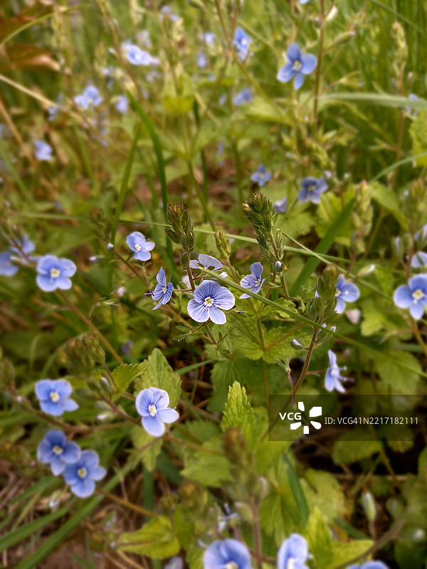 保加利亚索非亚州紫色开花植物特写图片素材