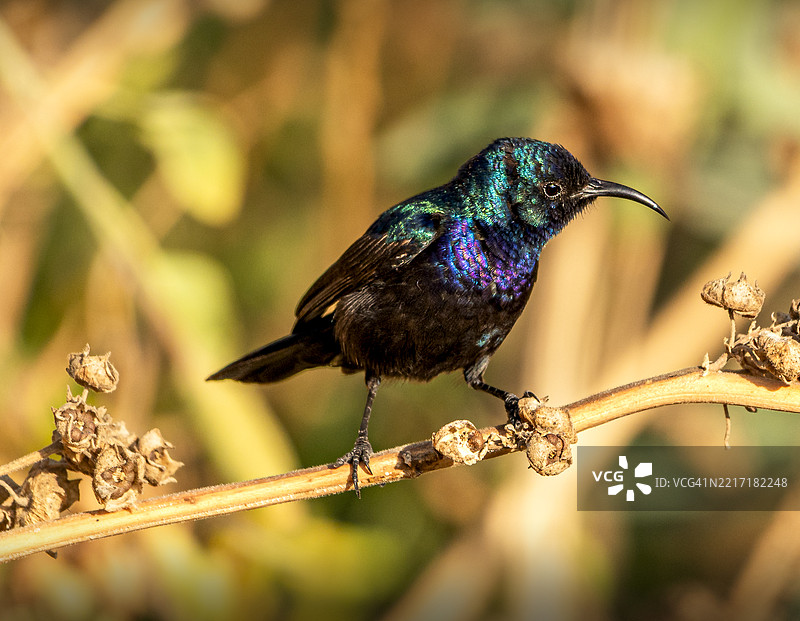 热带鸟类栖息在树枝上的特写镜头图片素材