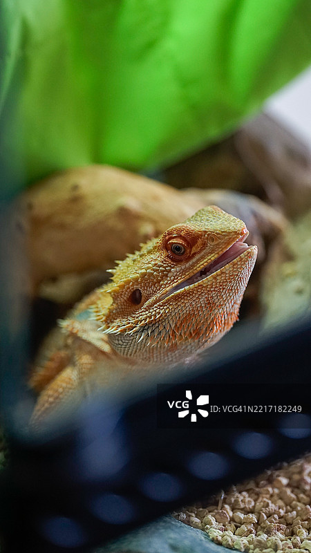 在拉脱维亚里加，张嘴休息的胡须龙蜥蜴在玻璃箱中。图片素材