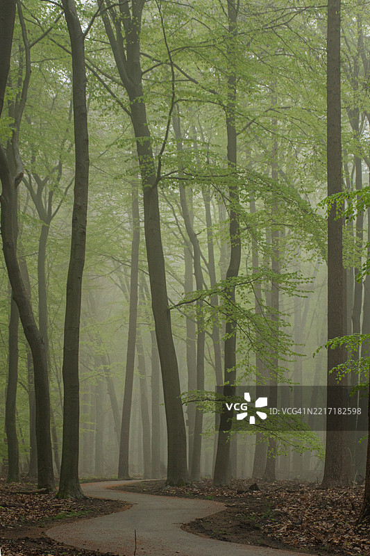 森林中的树木图片素材
