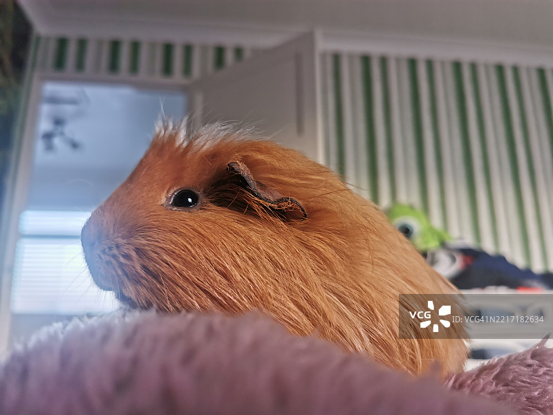 兔子的特写镜头图片素材