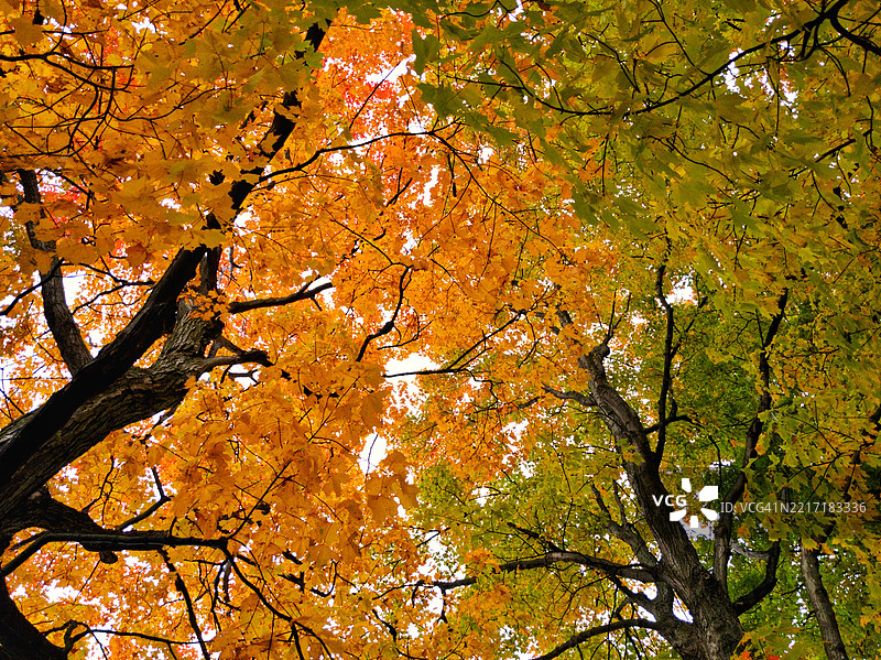 秋天的树木低角度视图，加拿大安大略省索恩伯里图片素材
