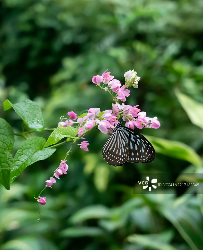 马来西亚吉隆坡粉色花朵上的蝴蝶特写图片素材