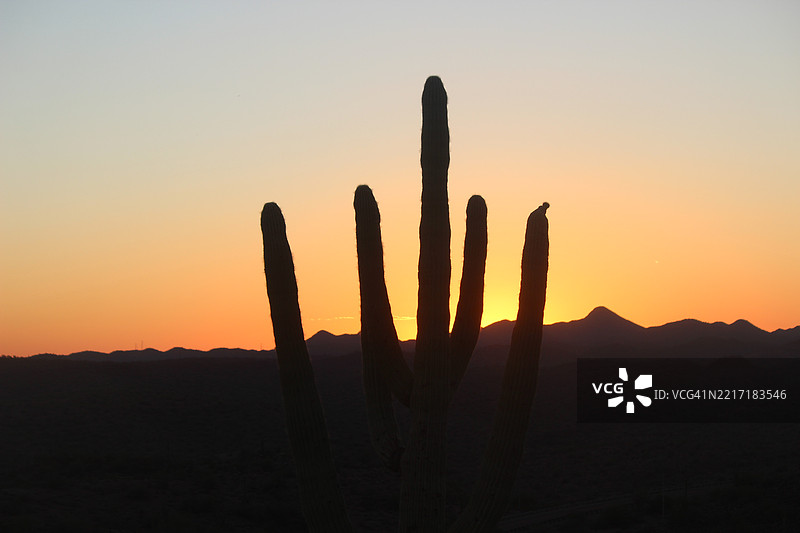 日落时分，亚利桑那州美国的天空下，土地上的仙人掌剪影图片素材