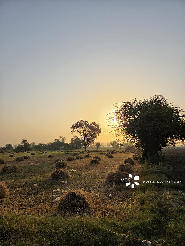 巴哈瓦尔纳加尔，旁遮普，巴基斯坦的晨曦日出小麦收获田景图片素材