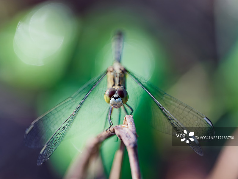 蜻蜓栖息在树枝上的特写镜头图片素材