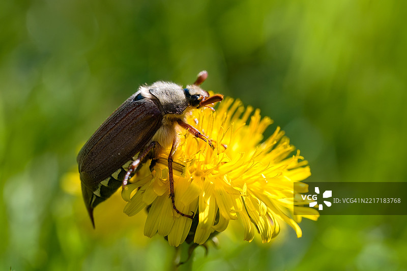 黄色花朵上的昆虫特写图片素材