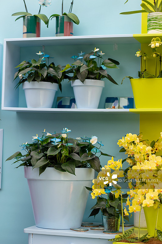 靠近墙壁的架子上的盆栽植物特写图片素材