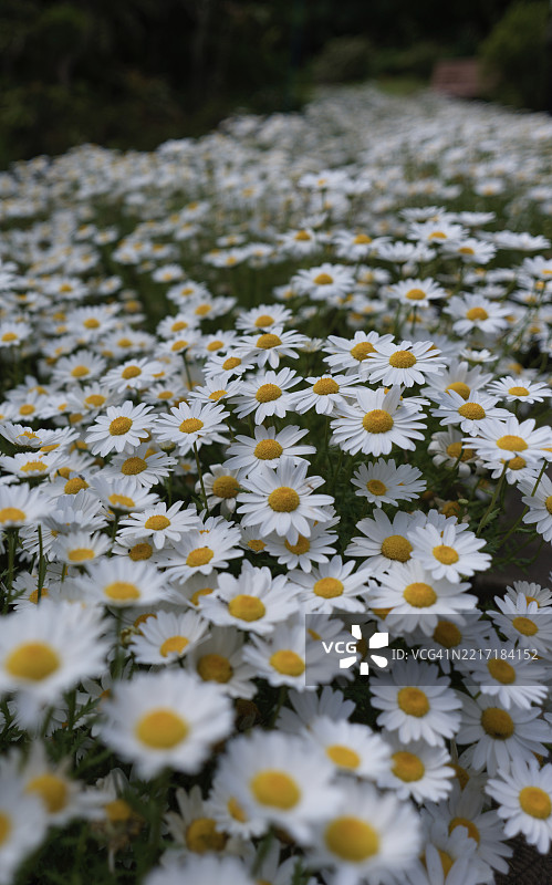 东京港的白色雏菊特写图片素材