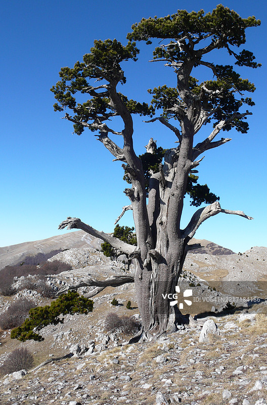 白皮松（Pinus heldreichii var leucodermis），意大利卡拉布里亚州莫拉诺·卡拉布罗图片素材