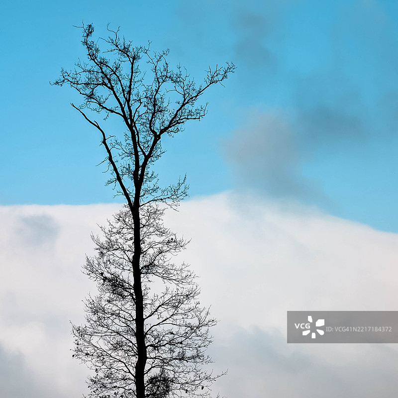 低角度视图的树木与天空相对图片素材