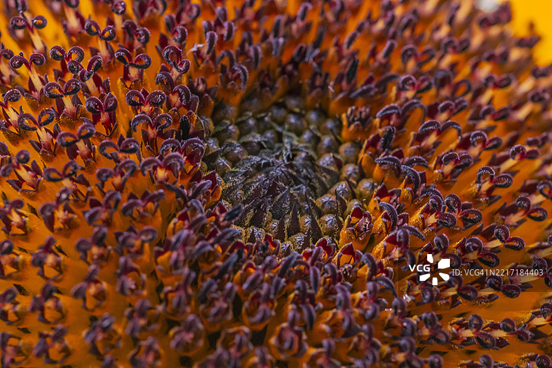 意大利拉文纳的向日葵特写图片素材