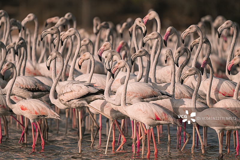 火烈鸟特写图片素材