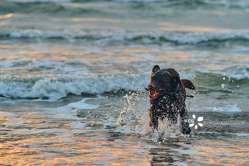 狗在海滩的海浪中玩耍图片素材