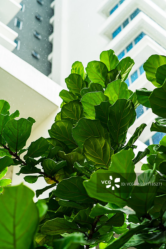 琴叶榕，常被称为小提琴叶榕，背景为现代公寓图片素材