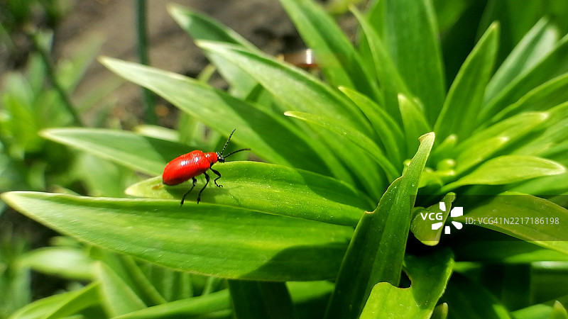 红百合甲虫（Lilioceris lilii）在绿色叶子上的特写镜头图片素材