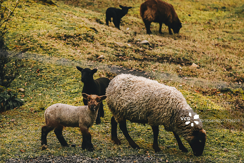 在智利卡布尔瓜的羊和小羊在吃草图片素材