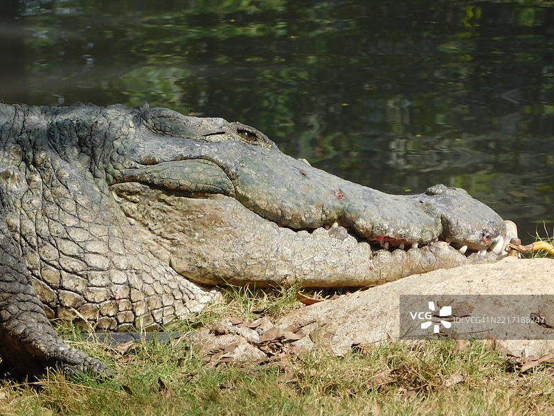 高角度视图的鳄鱼在湖中图片素材