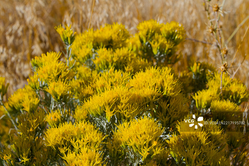 这是北加州一个美丽的星期天。图片素材