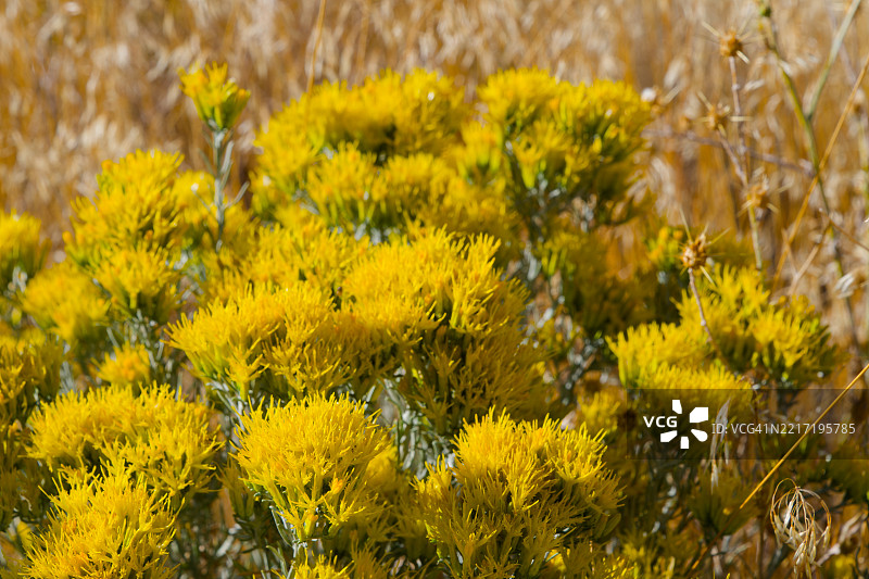 北加州宁静的秋晨光线图片素材