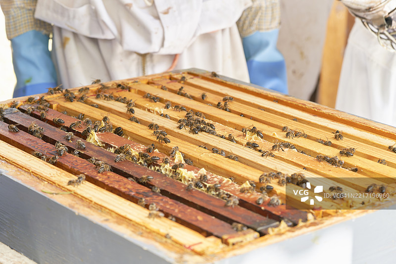 养蜂场侧面视角的蜜蜂巢箱，背景中有穿着防护服的人。图片素材