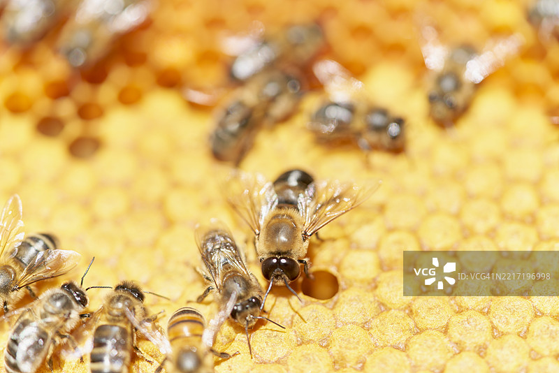 高角度视图显示一群蜜蜂在蜂巢内移动，六边形结构中正在生产蜂蜜。图片素材