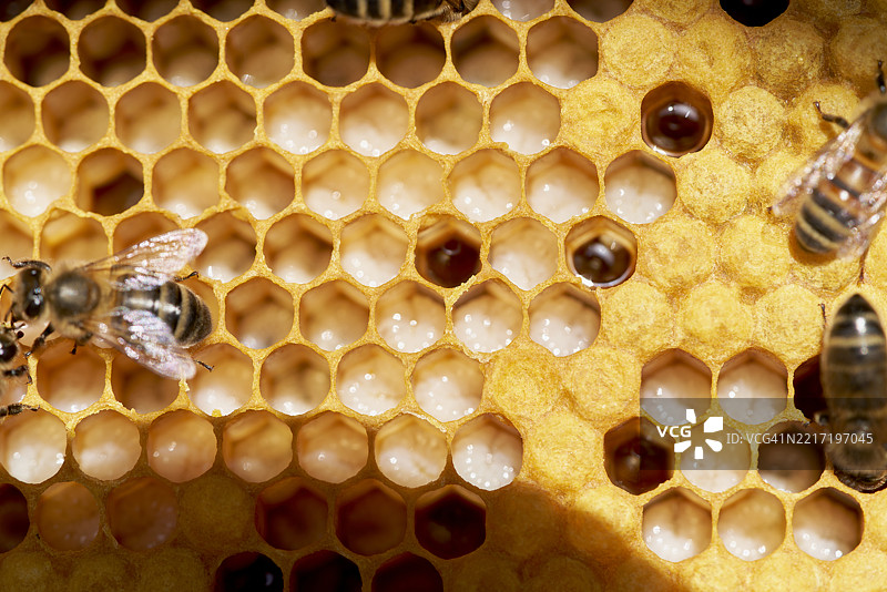 蜜蜂在一个充满蜂蜜和花粉的蜂巢上工作图片素材