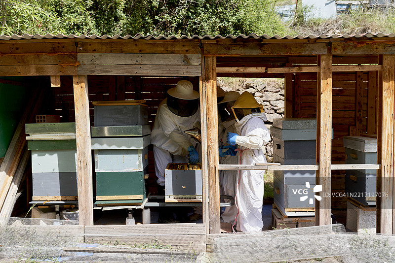 养蜂人在木棚中提取蜂蜜图片素材