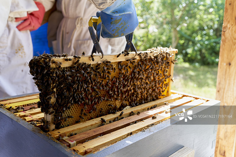 养蜂人从蜂箱中提起蜜蜂框，检查蜜蜂和蜜蜂巢，正在蜂场工作图片素材