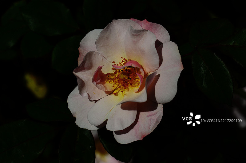 玫瑰花的特写镜头图片素材