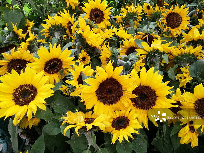 拉斯维加斯，内华达州，美国的黄色向日葵特写图片素材