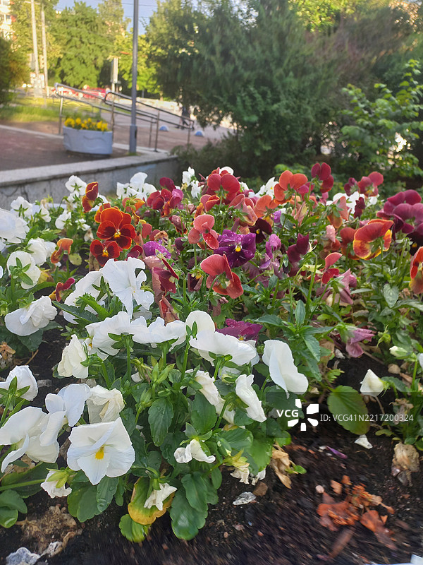 公园中开花植物的特写图片素材