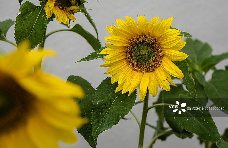 向日葵特写图片素材