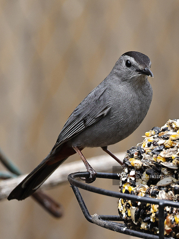 美国内布拉斯加州布莱尔的歌鸲特写镜头图片素材