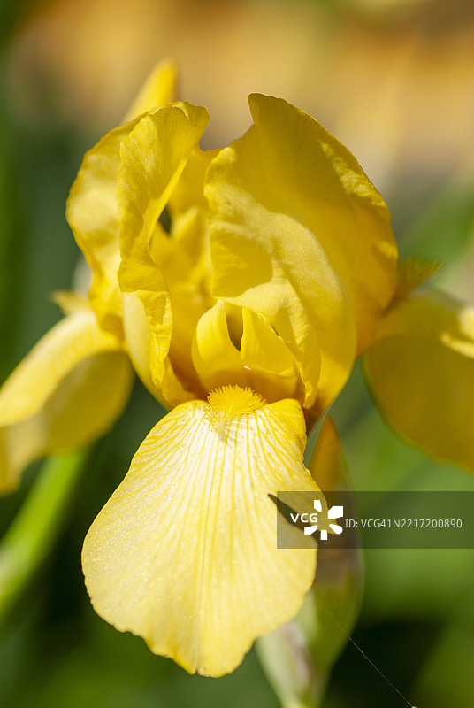 黄色花朵的特写，华盛顿，哥伦比亚特区，美国，USA图片素材