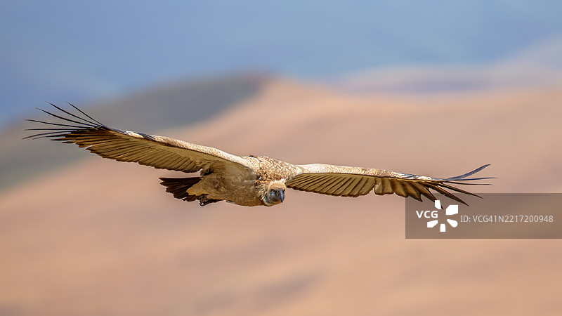 德拉肯斯堡的开普秃鹫在滑翔图片素材