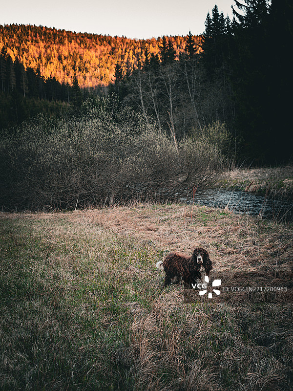 高角度视图的狗在田野上图片素材