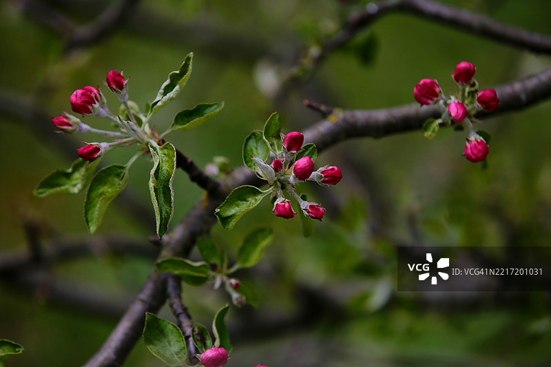 粉色开花植物的特写镜头图片素材