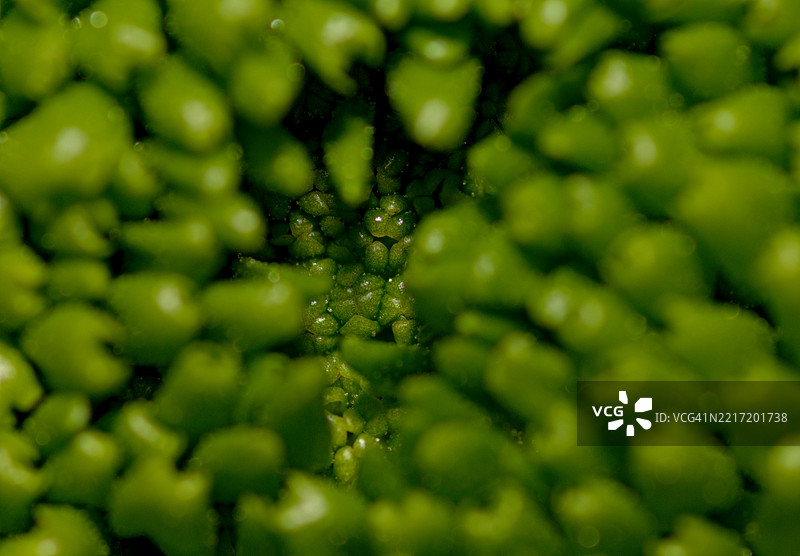 绿豌豆特写图片素材