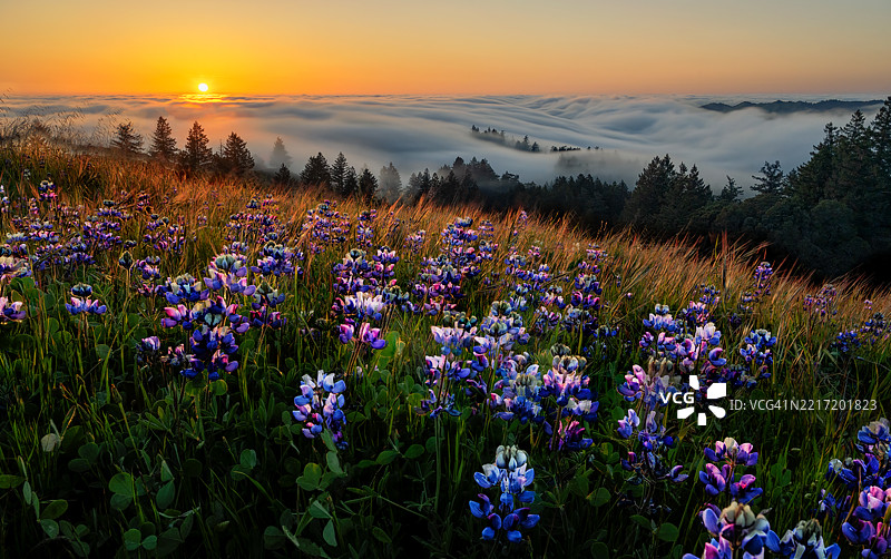日落时分，加州米尔谷的天空下，紫色开花植物的特写镜头。图片素材