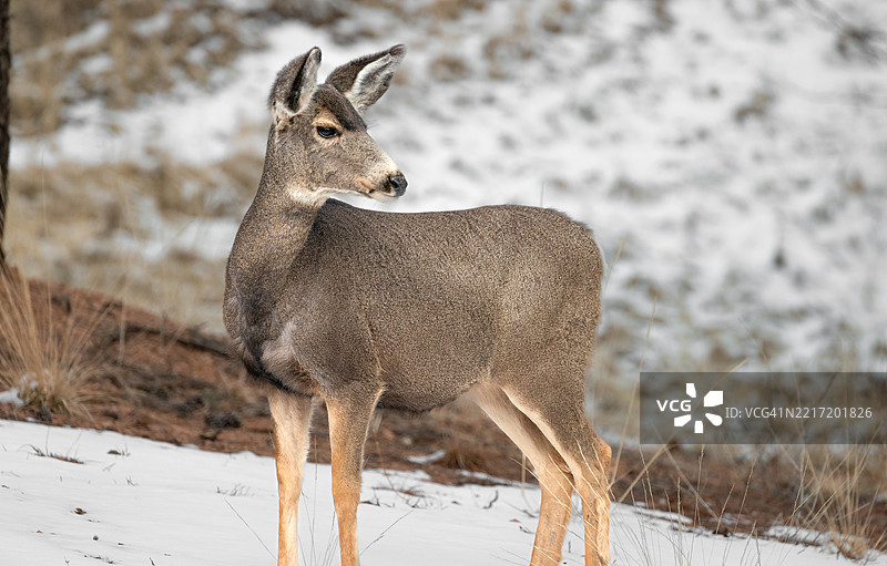 侧面视角的鹿站在雪地上，科罗拉多州弗洛里桑，美国图片素材